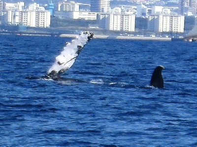 20140130鯨