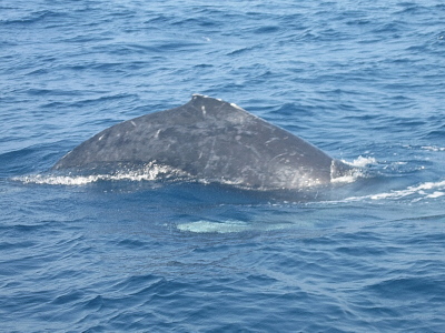 20140322クジラ