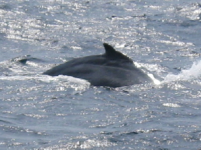 20140222クジラ