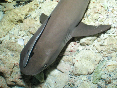 20130916サメ
