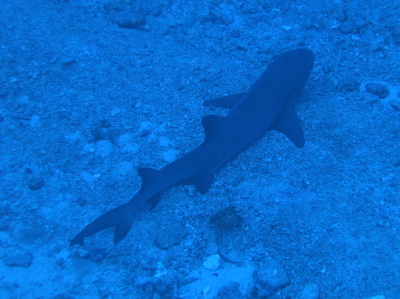 20130805サメ