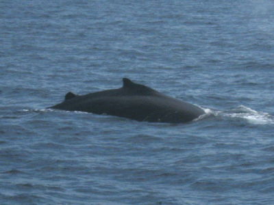 20140323クジラ