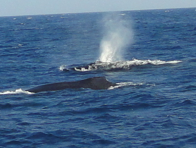 20130301クジラ