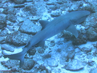 20131106サメ