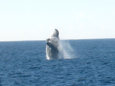 20140310クジラ